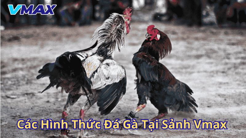 Các hình thức đá gà tại sảnh Vmax