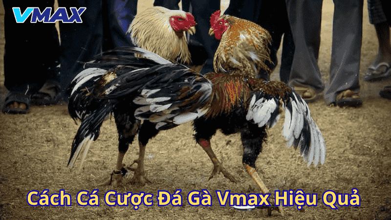 Cách cá cược đá gà Vmax hiệu quả