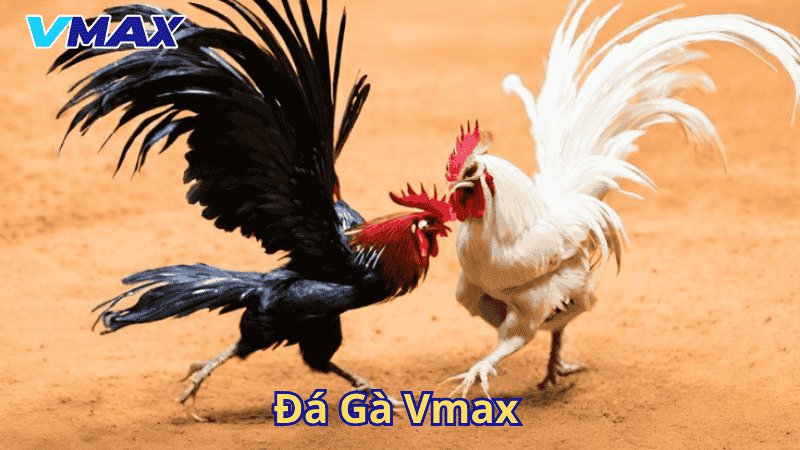 Đá gà Vmax
